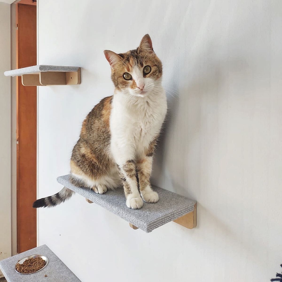 Combo Rascador Pericles para Gatos Grandes