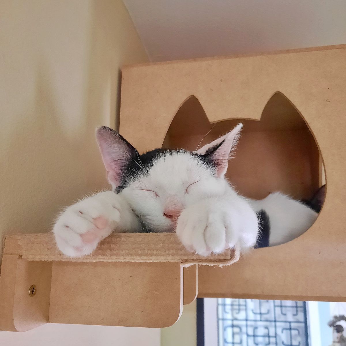 Combo Rascador Dona para Gatos Grandes - Gatomanias