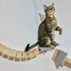 Combo Rascador Sasha para Gatos Grandes - Gatomanias