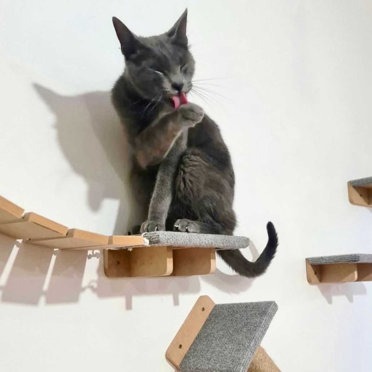 Puente Rascador de Pared para Gatos Grandes - Gatomanias