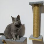Rascador para Gatos de Pared Tapizado 40cm