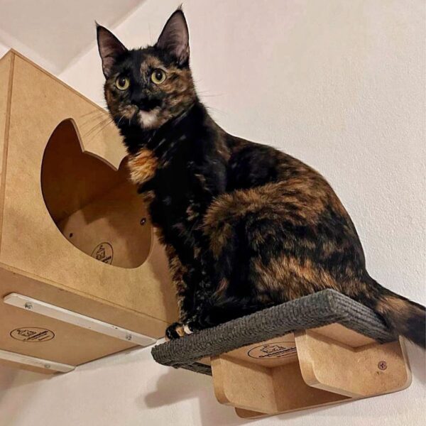 Estante Rascador 20cm para Gatos Grandes - Gatomanias