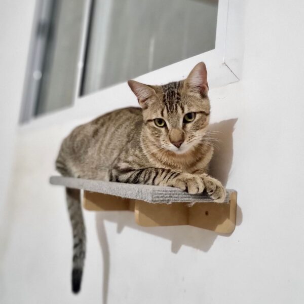 Combo Rascador Simon para Gatos Grandes - Gatomanias