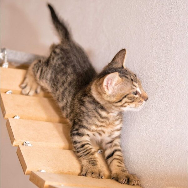 Puente Rascador de Pared Doble para Gatos Grandes - Gatomanias