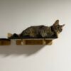 Cama de Pared para Gatos - Gatomanias
